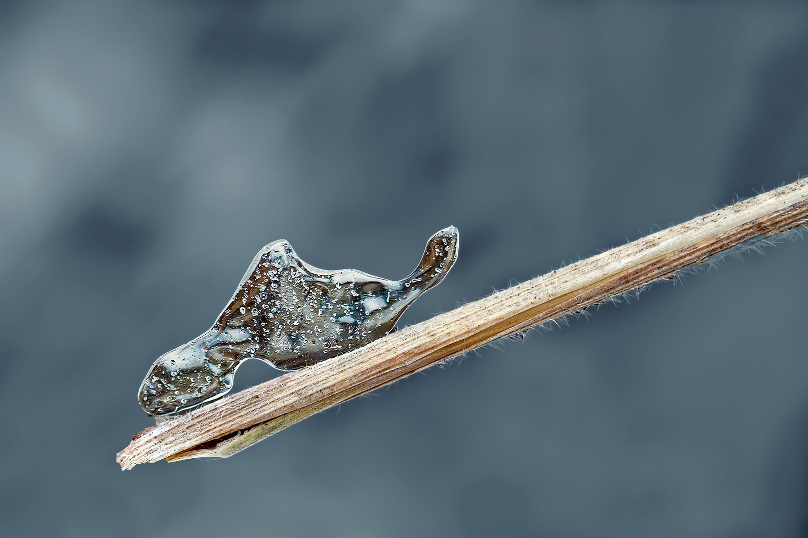 Jedes Tierchen hat sein Manierchen..! - Un insecte fait de glace?