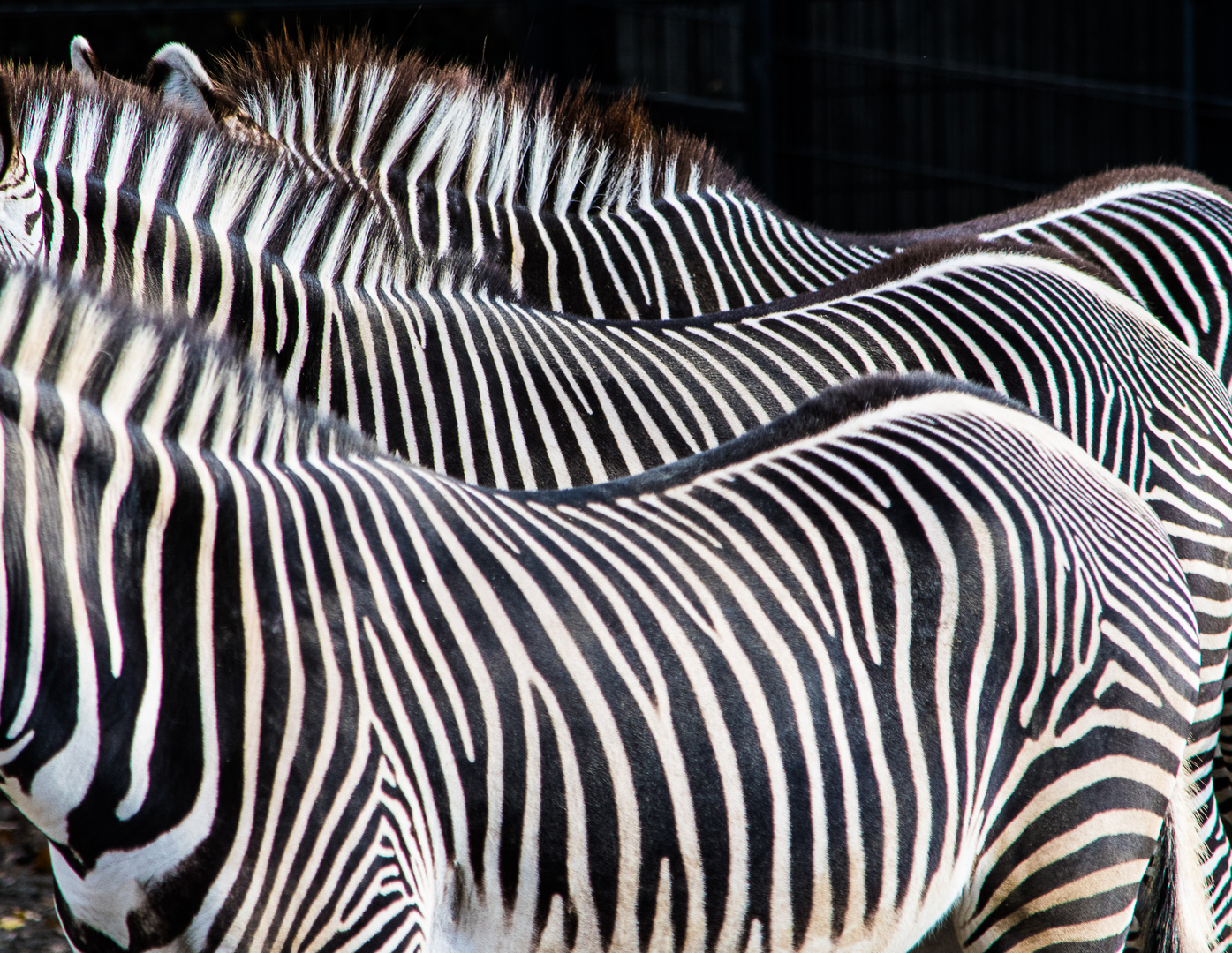 Jedes Zebra hat sein eigenes Schwarz-weiß-Muster 