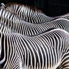 Jedes Zebra hat sein eigenes Schwarz-weiß-Muster 