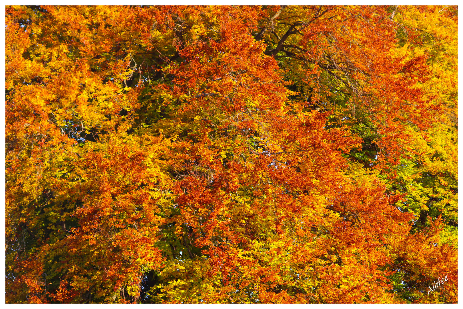 ...jedzd isch Herbschd!