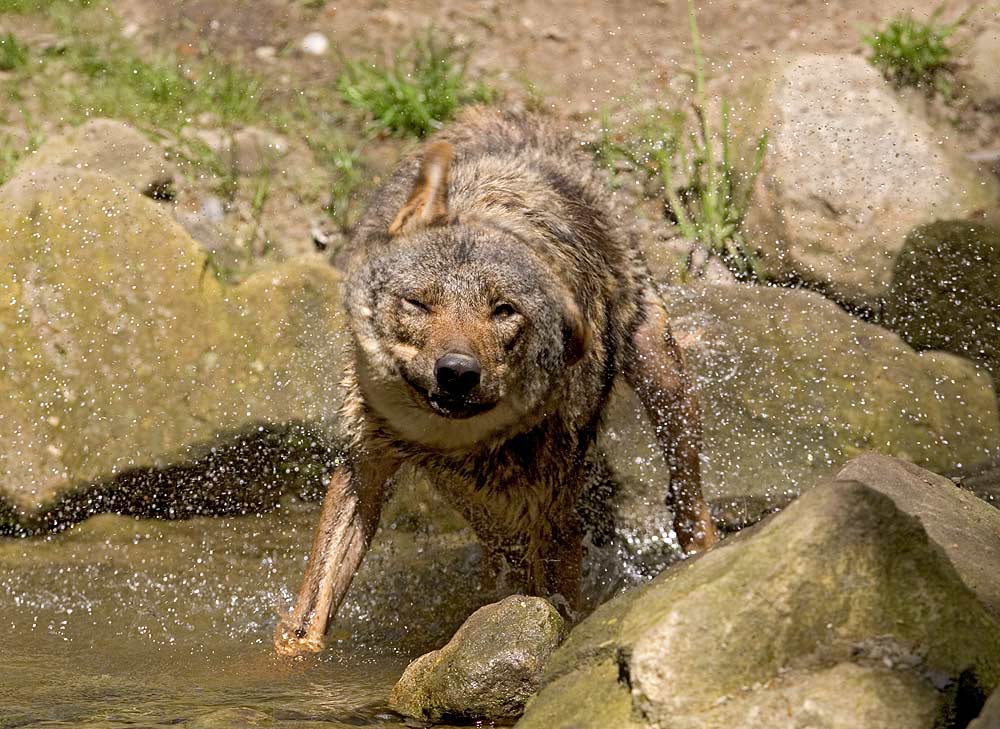 Jeeaarrghhh !!! Ich hasse Wasser in den Lauschern !