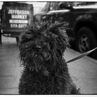 Jefferson Market. Manhattan Dez. 2000