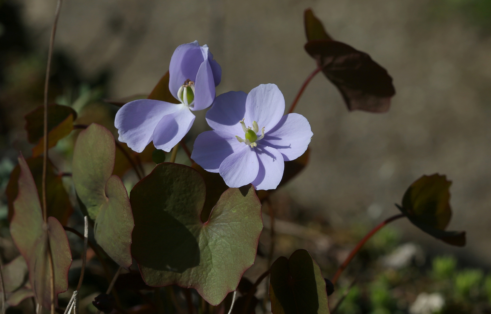 Jeffersonia  dubia