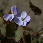 Jeffersonia  dubia