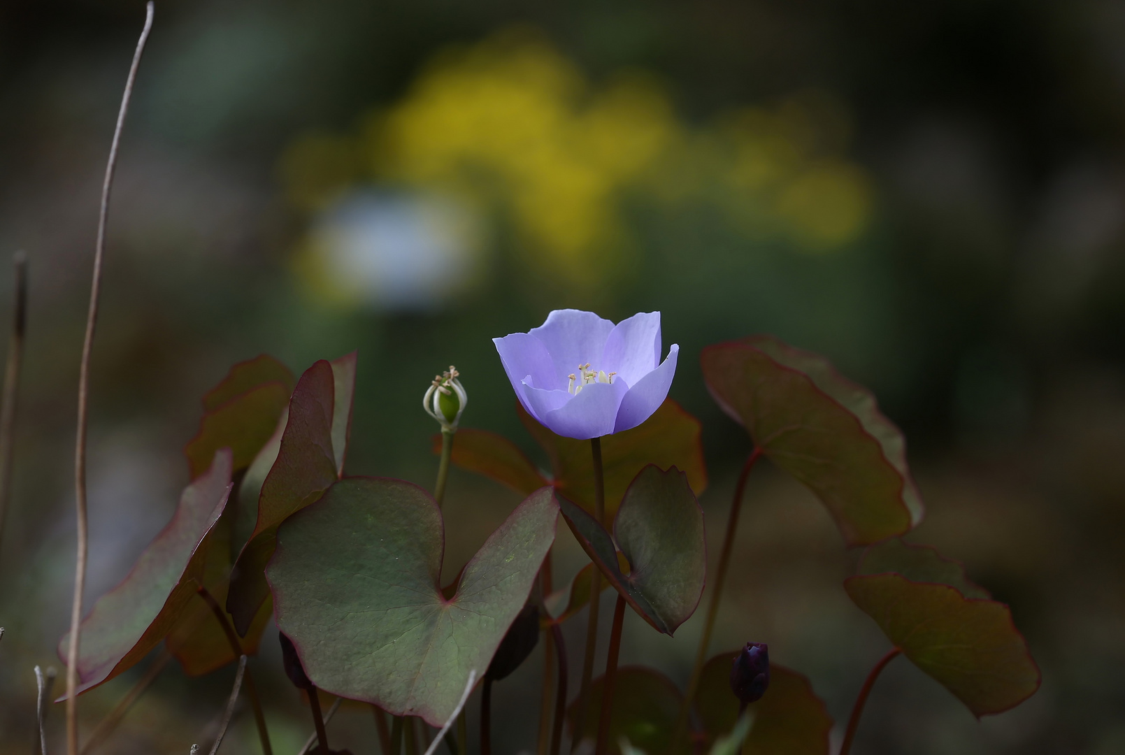 Jeffersonia dubia