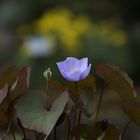 Jeffersonia dubia