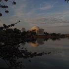 Jeffersopn Memorial drapped in Blossoms