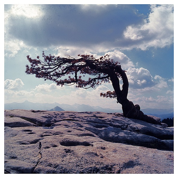 Jeffrey Pine atop Sentinel Dome (ca.1973)