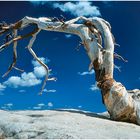 Jeffrey Pine, Sentinal Dome, Yosemite NP