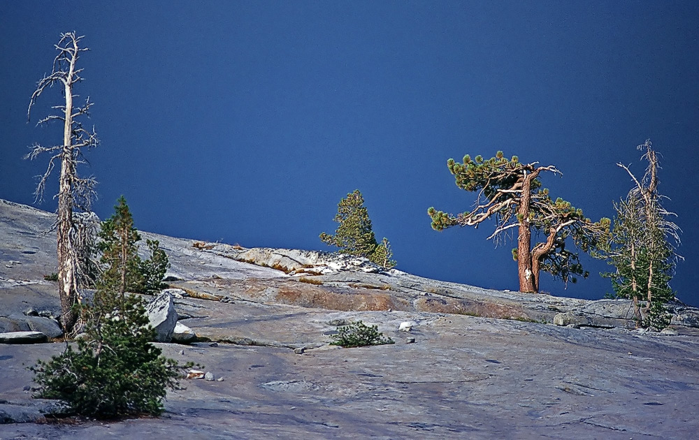 Jeffrey Pines on the Rocks, Yosemite