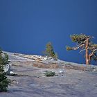 Jeffrey Pines on the Rocks, Yosemite