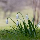 Jeglicher Unkenrufe zum Trotz - es ist Frühjahr -