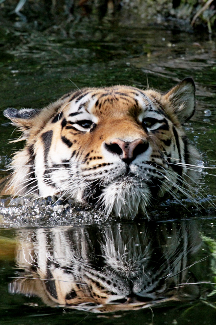 Jegor schwimmt im Wasser Tiger