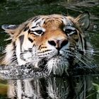 Jegor schwimmt im Wasser Tiger