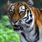 Jegor - sibirischer Tiger -