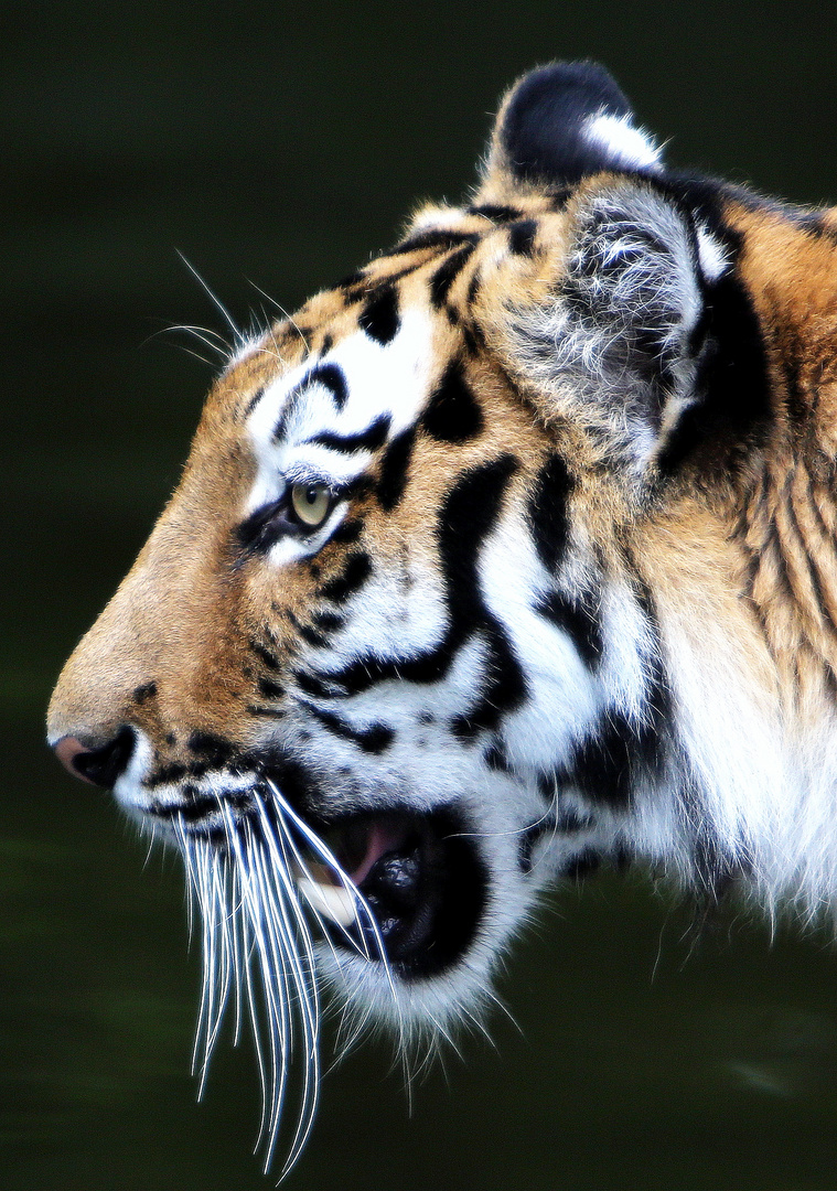 Jegor - sibirischer Tiger - Profil