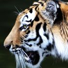 Jegor - sibirischer Tiger - Profil