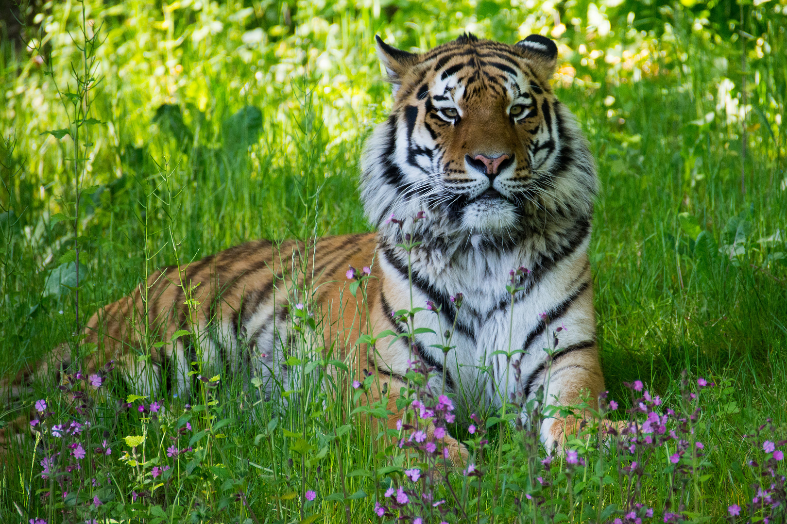 Jegor - Tierpark Hellabrunn