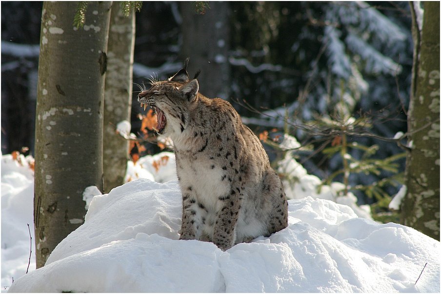 JEHAAAA - Endlich Schnee (Luchs im Nationalpark BY)