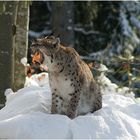 JEHAAAA - Endlich Schnee (Luchs im Nationalpark BY)