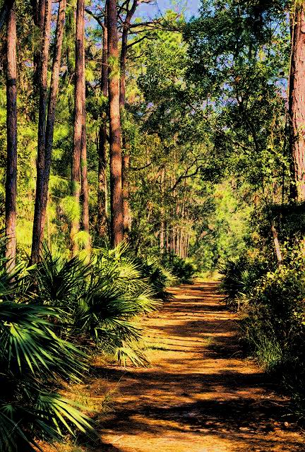 Jekyll Island Trail