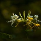 Jelängerjelieber (auch Geißblatt genannt), Lonicera caprifolium