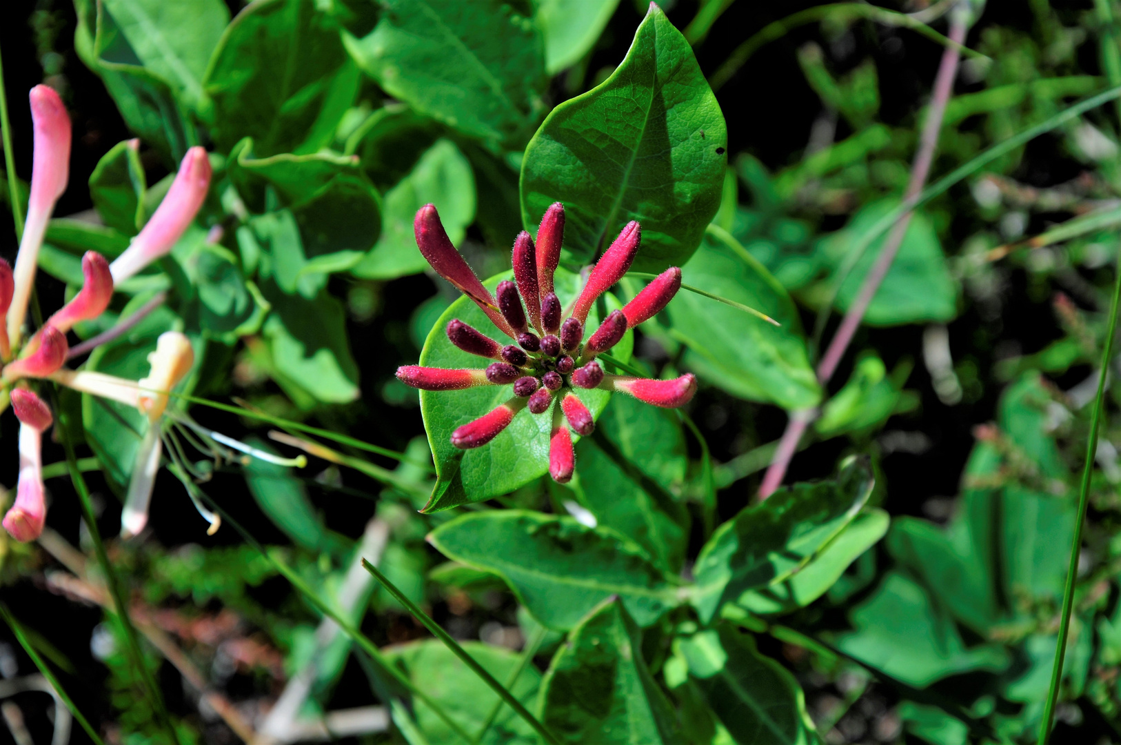 Jelängerjelieber / Echtes Geißblatt - Lonicera caprifolium