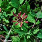 Jelängerjelieber / Echtes Geißblatt - Lonicera caprifolium