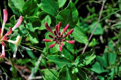 Jelängerjelieber / Echtes Geißblatt - Lonicera caprifolium