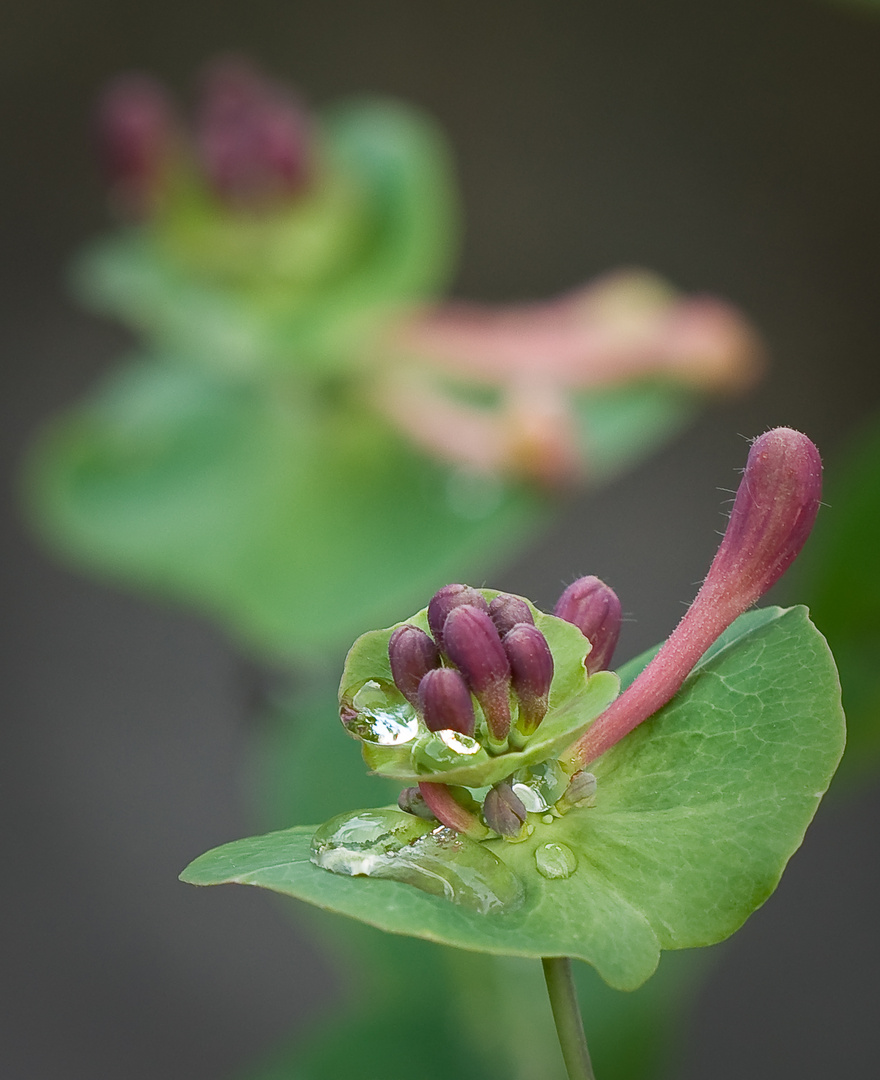 Jelängerjelieber oder Gartengeißblatt