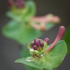 Jelängerjelieber oder Gartengeißblatt