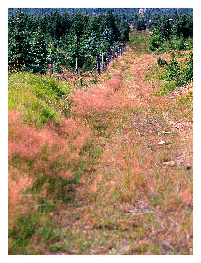 Jelen Les (CZ) Hirschwald / Erzgebirge