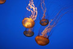 Jellies (Quallen) in Monterey (USA) 2005