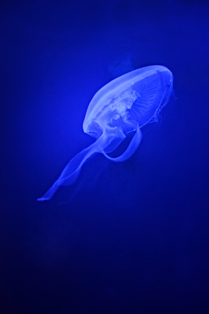 jelly blue