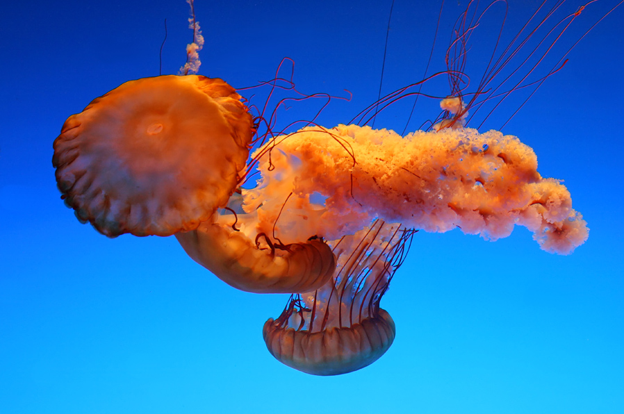 Jelly Fish