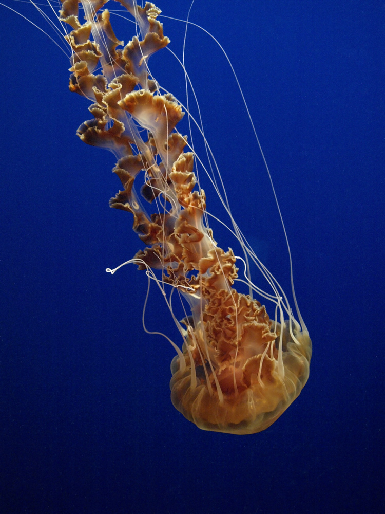 Jelly Fish in seiner schönsten Form