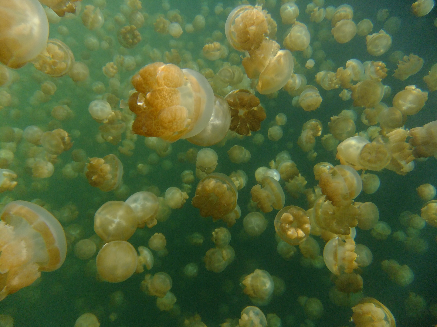 Jelly Fish Lake II