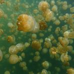 Jelly Fish Lake II