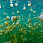 Jelly Fish Lake Palau