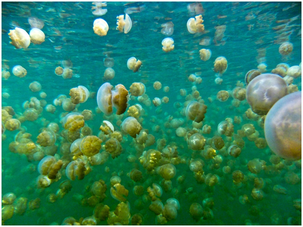 Jelly Fish Lake Palau