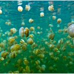 Jelly Fish Lake Palau