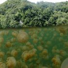 Jelly Fish Lake Palau I