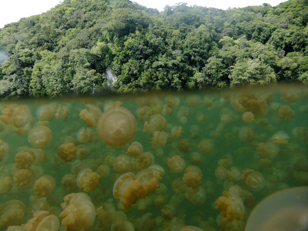 Jelly Fish Lake Palau I