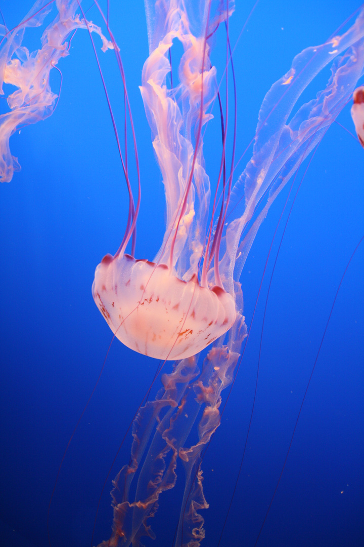 Jelly Fish - Qualle im Monterey Bay Aquarium CA