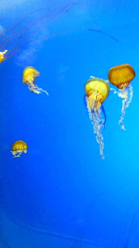 jellyfish