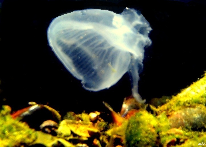 Jellyfish