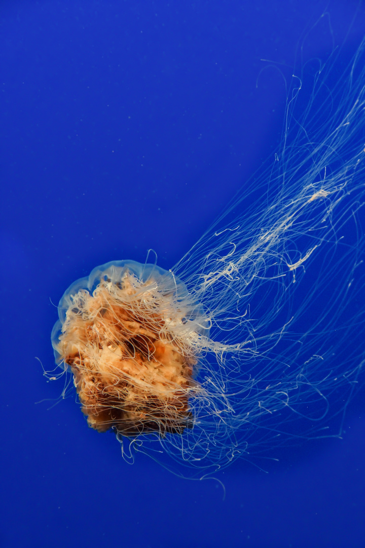 Jellyfish 1