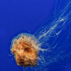 Jellyfish 1