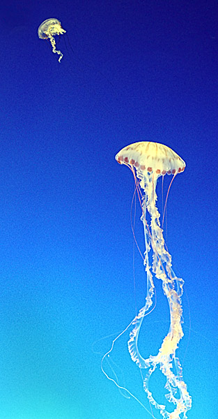 Jellyfish 1