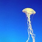 Jellyfish 1